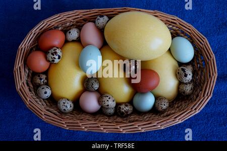 Korb voller Eier von verschiedenen Vögeln wie Nandu, Hühner, Wachteln, araucana oder naran. Stockfoto