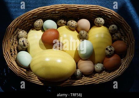 Korb voller Eier von verschiedenen Vögeln wie Nandu, Hühner, Wachteln, araucana oder naran. Stockfoto