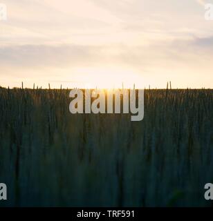 Schönen Sonnenuntergang über Land eingeben. Stockfoto