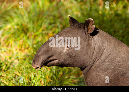 Malayan Tapir namens Auch asiatische Tapir (Tapirus indicus) Stockfoto