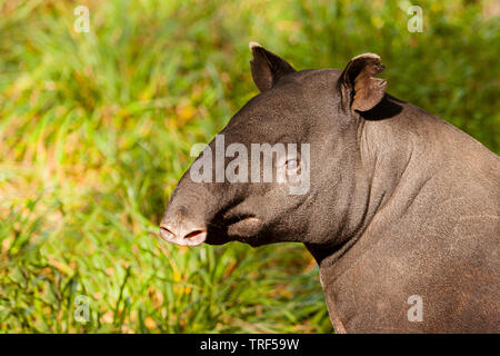 Malayan Tapir namens Auch asiatische Tapir (Tapirus indicus) Stockfoto