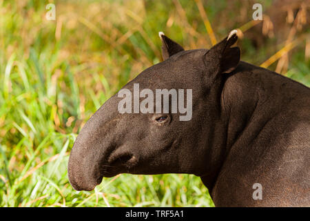 Malayan Tapir namens Auch asiatische Tapir (Tapirus indicus) Stockfoto