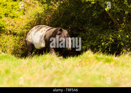 Malayan Tapir namens Auch asiatische Tapir (Tapirus indicus) Gehen unter Baumkronen Stockfoto