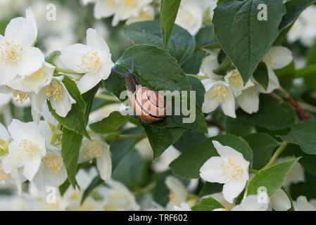 Cornus alba 'Sibirica Coronarius (süße mock orange, Englisch hartriegel) white spring flowers Stockfoto