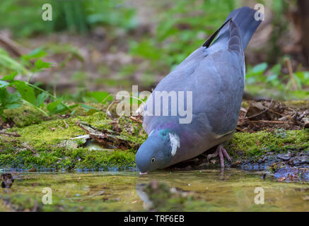 Durstig Common Wood pigeon Trinkwasser an den Wald Teich ohne Li fting den Kopf Stockfoto