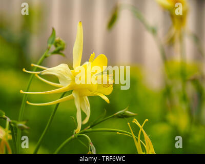 Nahaufnahme einer schönen gelben Columbine Blume in einem Garten Stockfoto