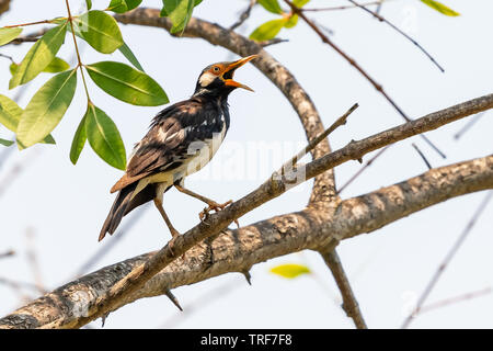 Asiatische Pied Starling auf Sonneratia caseolaris Barsch Stockfoto