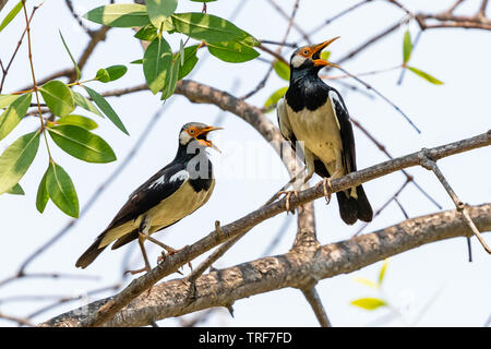 Zwei asiatische Pied Stare auf Sonneratia caseolaris Barsch Stockfoto