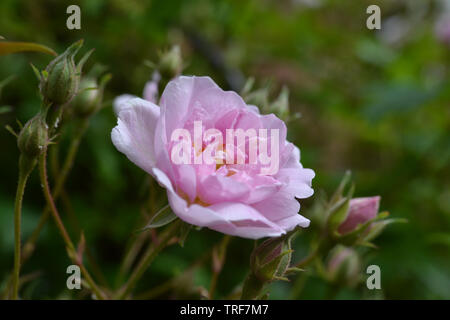 Rambling Rose, Paul's Himalayan Musk Stockfoto