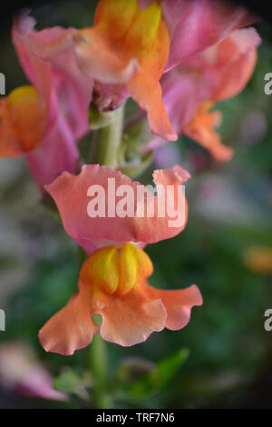 Snapdragon, Antirrhinum majus, Chantilly bronze Stockfoto