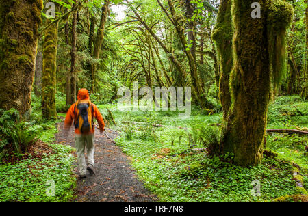 Ein Mann auf einem Trail in der Quinault Regenwald, Olympic National Park, Washington. Stockfoto