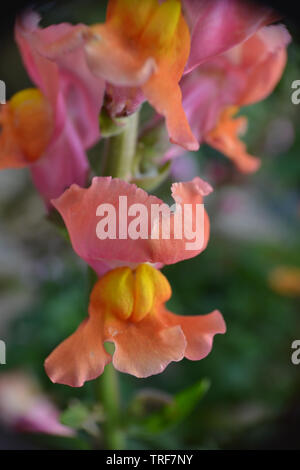 Snapdragon, Antirrhinum majus, Chantilly bronze Stockfoto