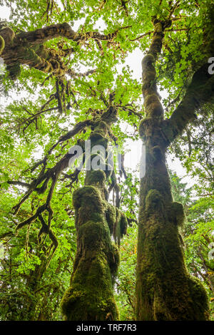 Ein Wald Szene in der Quinault Regenwald, Olympic National Park, Washington. Stockfoto