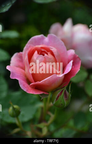 Englisch strauch Rose, Boscobel, von David Austin gezüchtet. Stockfoto