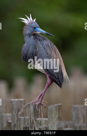 Dreifarbigen Reiher in Florida Stockfoto