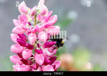 Ein Bee Pollen sammeln von einem rosafarbenen Lupin Blume, London, UK Stockfoto