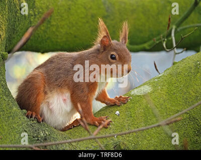 Schwangere Eichhörnchen (Sciurus vulgaris) mit sonnigen Ohren auf Flechten bedeckt Sitzen grüne Zweige von Buche (Fagus sylvaticus) in CumbriaEngland UK Stockfoto