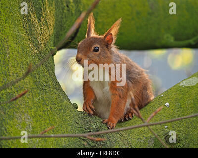 Schwangere Eichhörnchen (Sciurus vulgaris) mit sonnigen Ohren auf Flechten bedeckt Sitzen grüne Zweige von Buche (Fagus sylvaticus) in CumbriaEngland UK Stockfoto