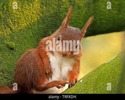 Schwangere Eichhörnchen (Sciurus vulgaris) selbst das Putzen in Flechten bedeckt grüne Zweige von Buche (Fagus sylvaticus) in Cumbria England Großbritannien Stockfoto