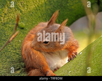 Schwangere Eichhörnchen (Sciurus vulgaris) selbst das Putzen in Flechten bedeckt grüne Zweige von Buche (Fagus sylvaticus) in Cumbria England Großbritannien Stockfoto