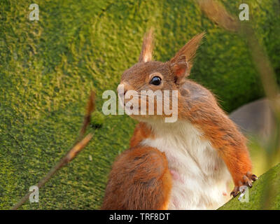 Schwangere Eichhörnchen (Sciurus vulgaris) selbst das Putzen in Flechten bedeckt grüne Zweige von Buche (Fagus sylvaticus) in Cumbria England Großbritannien Stockfoto