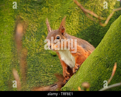 Neugierig Eichhörnchen (Sciurus vulgaris) aus Flechten lugen gedeckte Zweige von Buche (Fagus sylvaticus) in Cumbria England Großbritannien Stockfoto