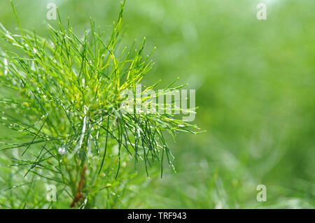 Der gefiederten Blätter der Fenchel, eine essbare Pflanzen in der Küche und Kräutertee verwendet Stockfoto
