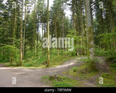 Ein Foto der schönen hellen Grün der Bäume. Stockfoto