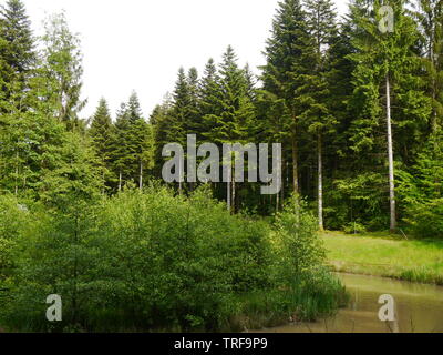 Ein Foto der schönen hellen Grün der Bäume. Stockfoto