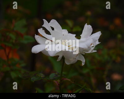 Eine Nahaufnahme von einem zarten weißen Blüten auf einem dunklen verschwommenen Hintergrund. Stockfoto