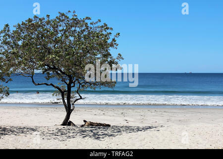 Einsamer Baum auf weißen Sandstrand Playa Conchal (Shell Beach) in Guanacaste trockene Region von Costa Rica. Stockfoto