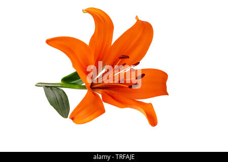 Lily flower orange Farbe auf weißem Freistellungspfad isoliert im Lieferumfang enthalten Stockfoto