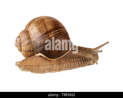 Schnecke kriecht oder römischen Schnecke oder Helix pomatia isoliert. Image Beschneidungspfad Stockfoto