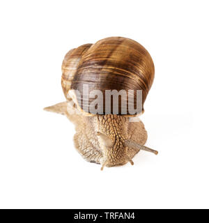 Schnecke Vorderansicht Helix pomatia oder Land Schnecke isoliert auf weißem Stockfoto