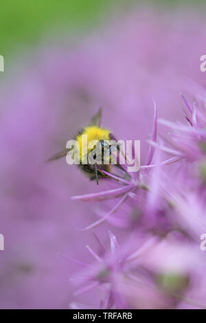 Hummel auf einer Allium Blütenkopf, England, Großbritannien Stockfoto