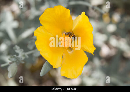 Gelb, hornpoppy Glaucium Flavum, eine schöne, aber giftige Pflanze, mit Bee Stockfoto