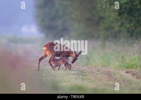 Rehe saugen fawn Stockfoto