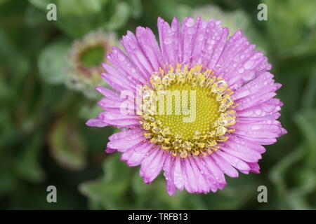 Die erigeron glaucus ea Breeze' Stockfoto