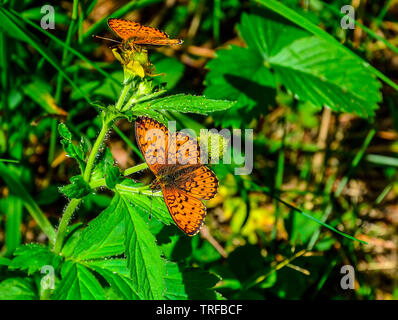 Zwei helle orange Schmetterlinge Lesser Marbled Fritillary (Argunnis paphia) im Wald auf Bur - Ringelblume anlage Sitzen mit dem Flügel ausbreiten. Fauna Stockfoto