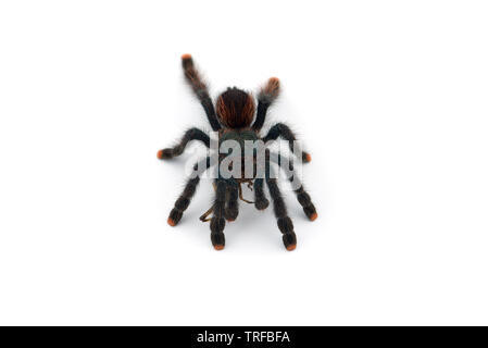 Die Antillen pinktoe Tarantula auf weißem Hintergrund Stockfoto