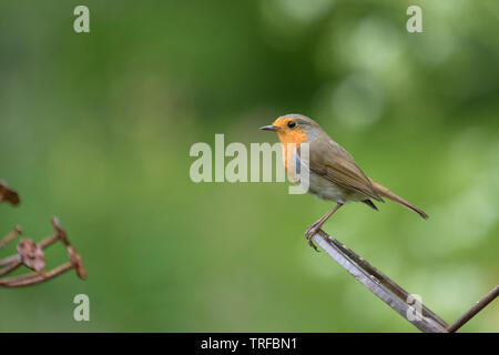 Europäische Robin auf einem Garten Ornament, England, Großbritannien Stockfoto