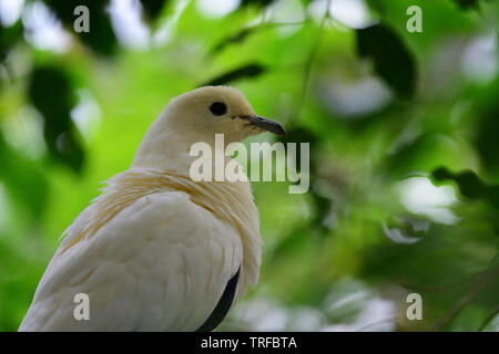 Porträt einer pied Imperial pigeon (ducula bicolor) hocken in einem Baum Stockfoto