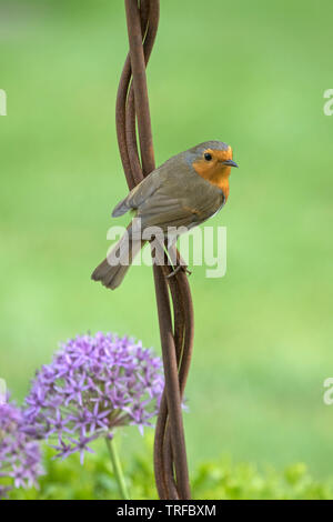 Europäische Robin auf einem Garten Ornament, England, Großbritannien Stockfoto