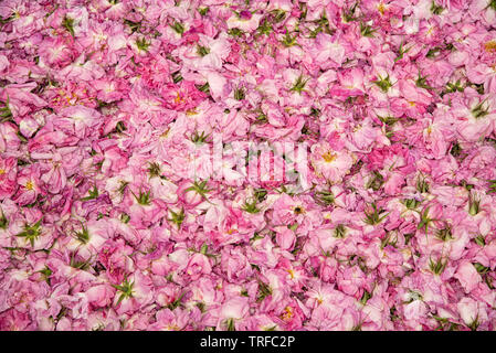 Flower Bed von schönen rosa Rose Blütenknospen von einer Blume Festival in Agros Dorf in Zypern Stockfoto