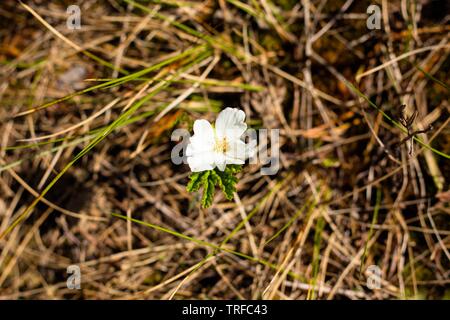 Eine einzelne cloudberry Blume in hellem Weiß. Moltebeeren sind ein sehr nützliches und leckere Beere, wächst auf einem sumpfigen Gelände. Stockfoto