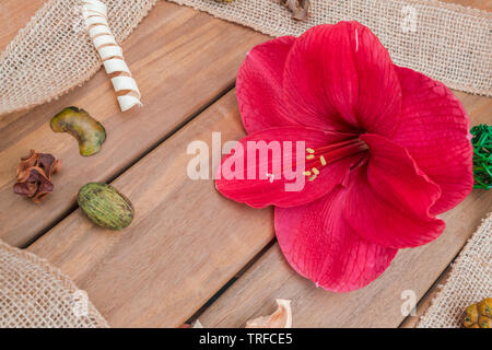 Natürliches weiches Zusammensetzung mit roten Amaryllis, Blume Stockfoto