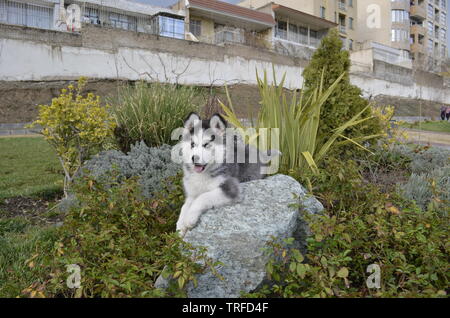 Junge lange Haare Husky Welpe Hund mit blauen Augen Outdoor in spiring Park Stockfoto