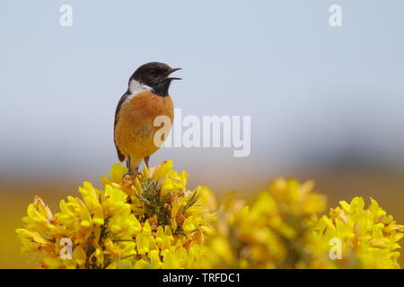 Männliche, schwarzkehlchen Saxicola torquata, singen auf der Ginster in der Nähe von Dornoch. Sutherland. Schottland Stockfoto