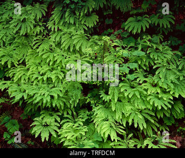 USA, Washington, Gifford Pinchot National Forest, Anfang Sommer Wachstum der westlichen maidenhair fern (Adiantum aleuticum). Stockfoto