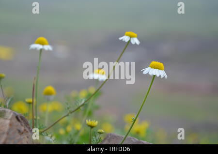 Nur und sanftmütig Stockfoto